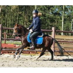 Zeer knappe, brave en kwaliteitsvolle Welsh pony!?