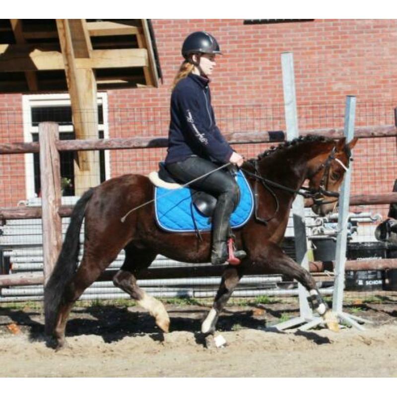 Zeer knappe, brave en kwaliteitsvolle Welsh pony!?