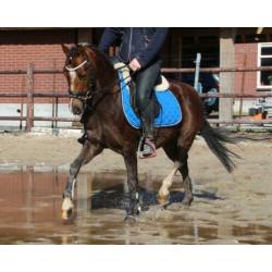 Zeer knappe, brave en kwaliteitsvolle Welsh pony!?