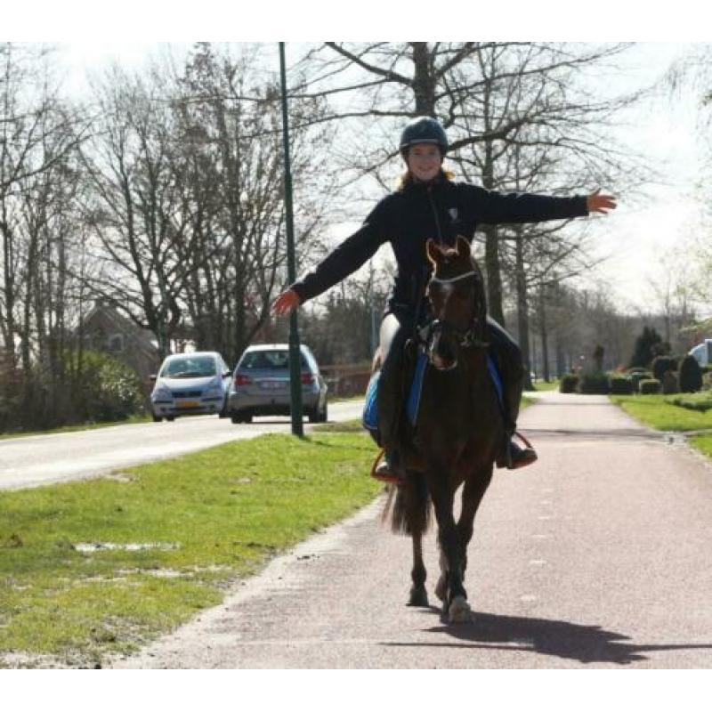 Zeer knappe, brave en kwaliteitsvolle Welsh pony!?
