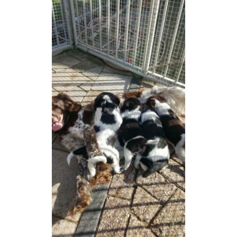 Te koop friese stabij
