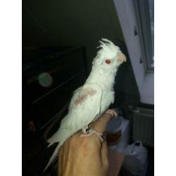 Albino valkparkiet rode ogen bijt niet 9 weken