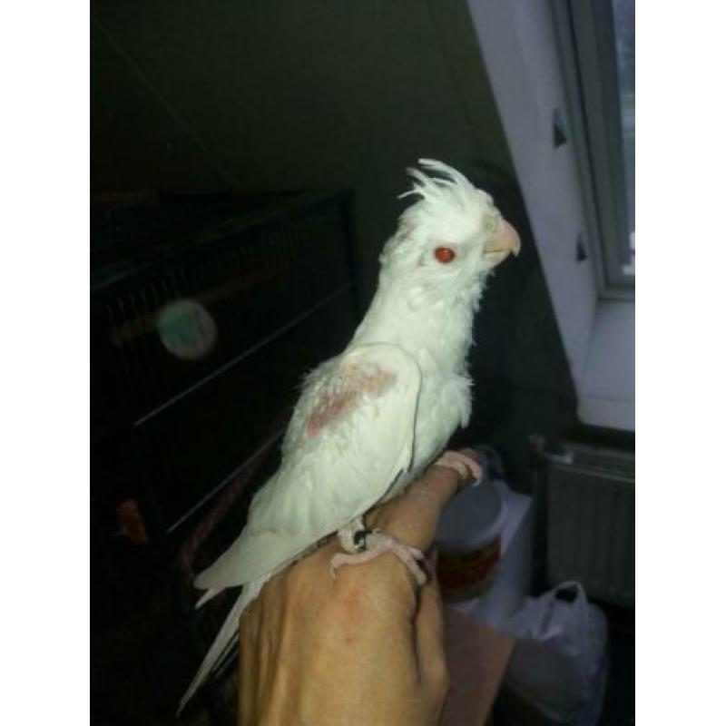 Albino valkparkiet rode ogen bijt niet 9 weken