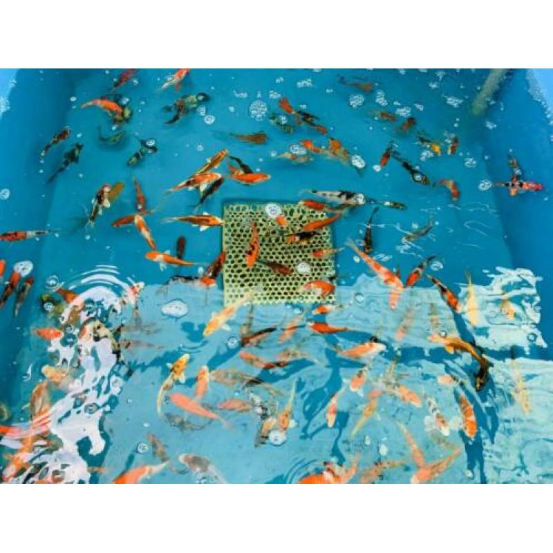 Koi karpers te koop