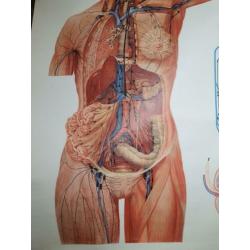 Oude anatomische schoolplaat