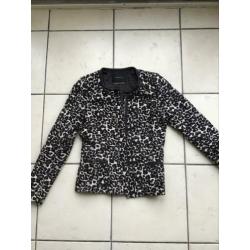 Jasje maison scotch
