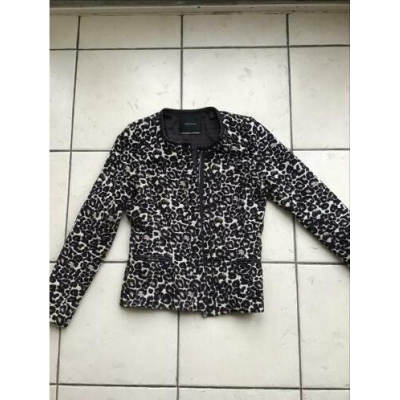 Jasje maison scotch