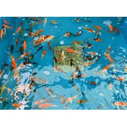 Koi karpers te koop