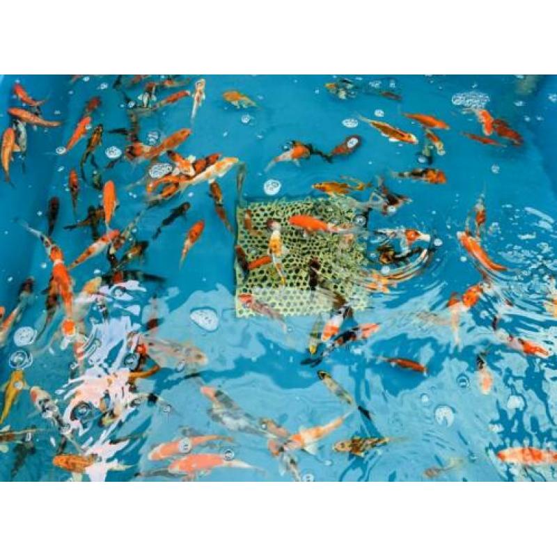Koi karpers te koop