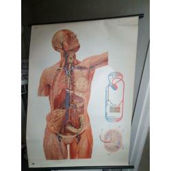 Oude anatomische schoolplaat