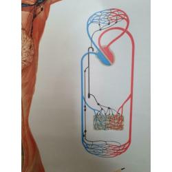 Oude anatomische schoolplaat