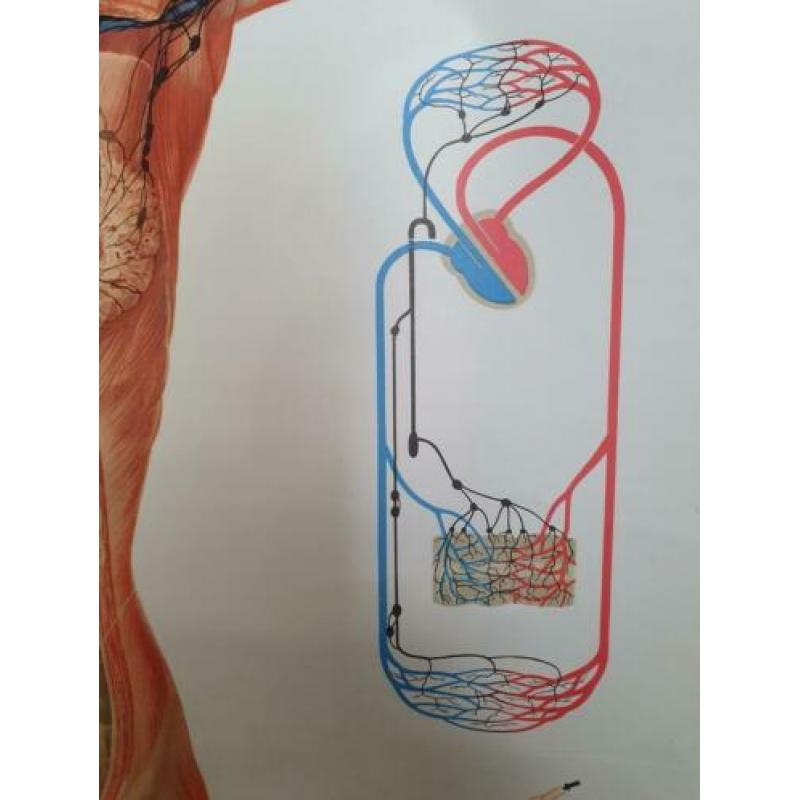 Oude anatomische schoolplaat