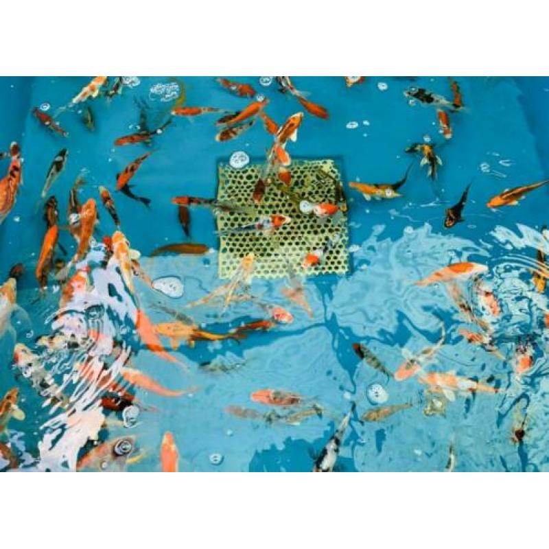 Koi karpers te koop