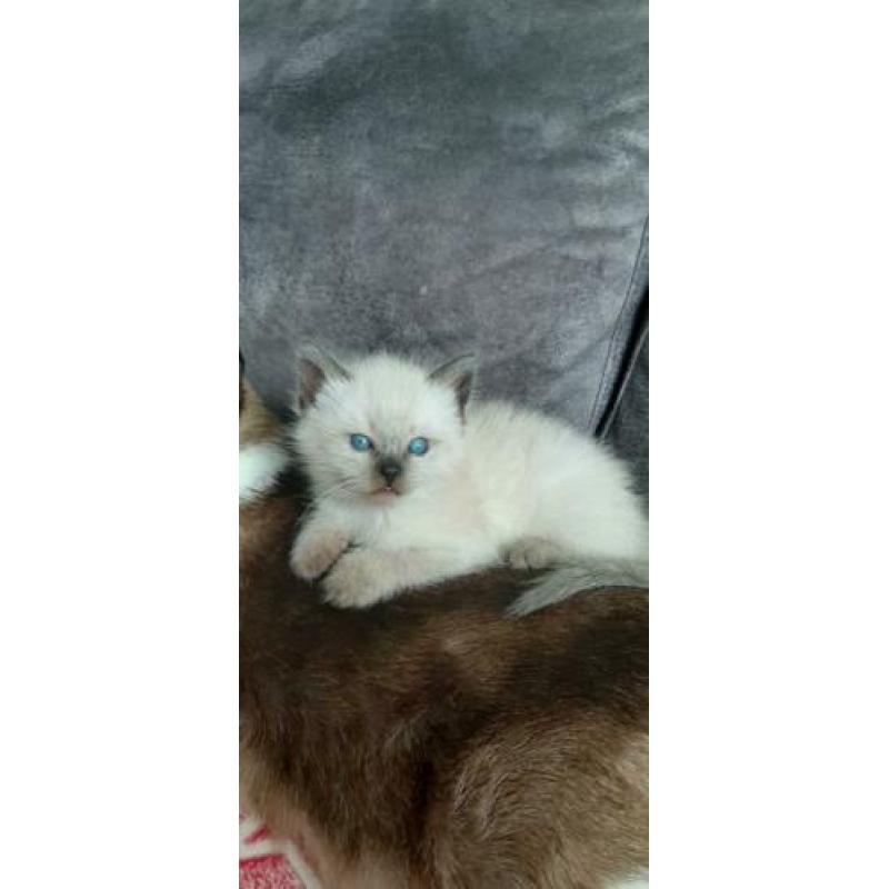 Siamees x Siberische boskat kittens