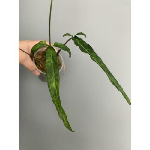 Syngonium angustatum? RARE!
