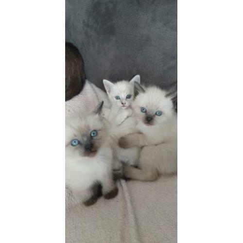Siamees x Siberische boskat kittens