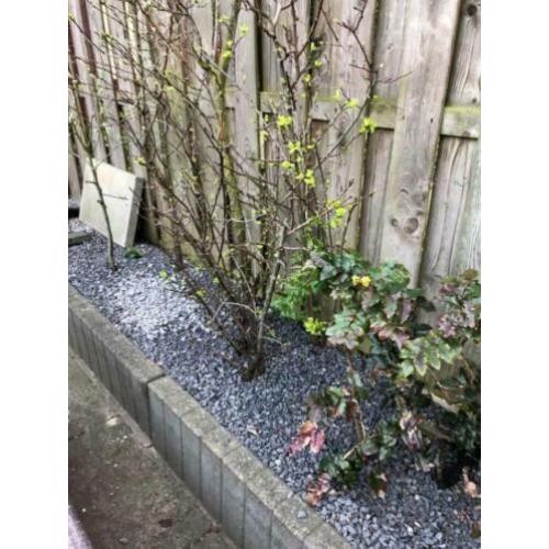 Gratis planten