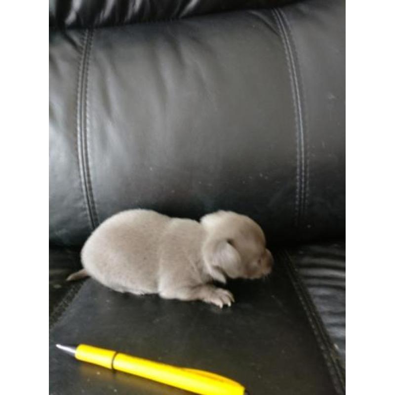 Kortharig blauw Chihuahua 2 reutjes, blauw en grijze ogen