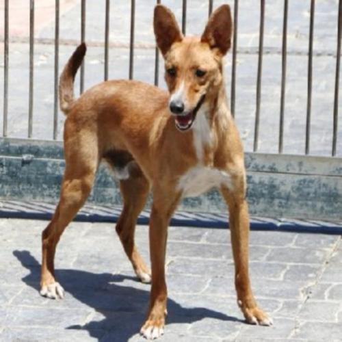ACE: Thiago, Podenco, niet bang en sociaal met soortgenoten