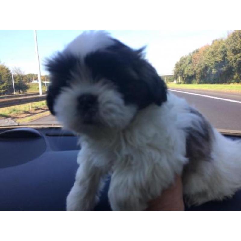 Shih Tzu pup