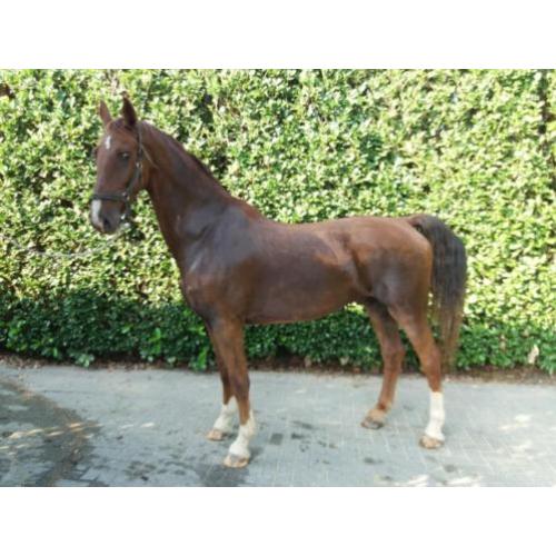 Mooie tuig/men paarden (marathonwagen Hans Meijer)