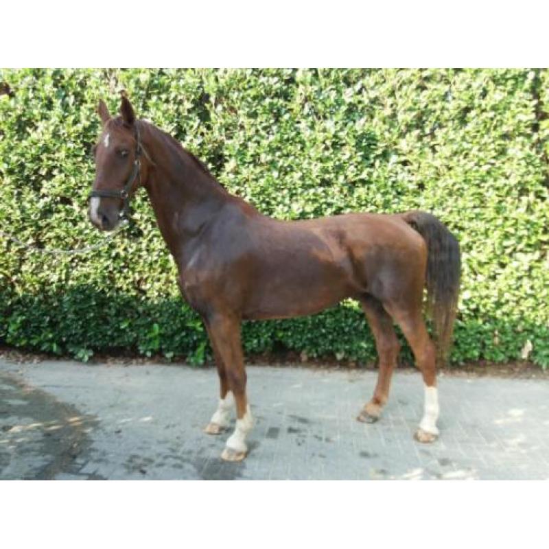 Mooie tuig/men paarden (marathonwagen Hans Meijer)