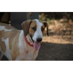 Leuke Babs(Sabueso mix) ter Adoptie
