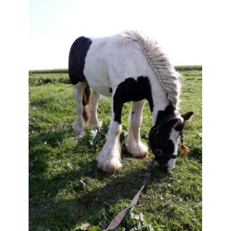 Te koop onze knappe tinker!