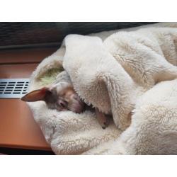 Chihuahua lilac merle gesteriliseerd teefje van 5 jaar