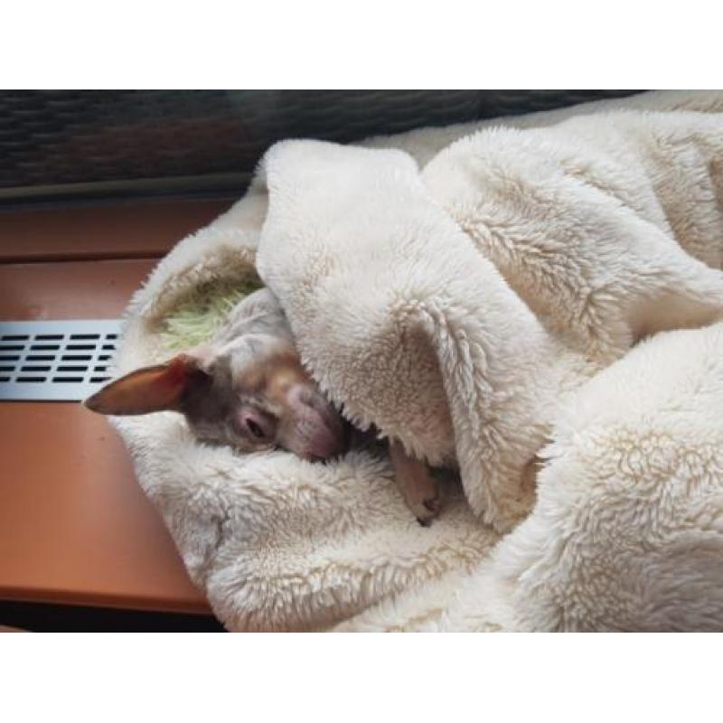 Chihuahua lilac merle gesteriliseerd teefje van 5 jaar
