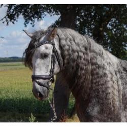 Gave pre/andalusier apto hengst