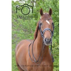 Te koop dressuurruin (Ronaldo x Ulft)