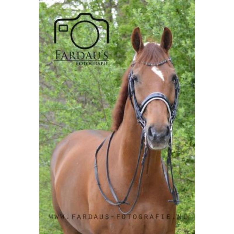 Te koop dressuurruin (Ronaldo x Ulft)