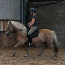 D-pony's goed bereden en braaf