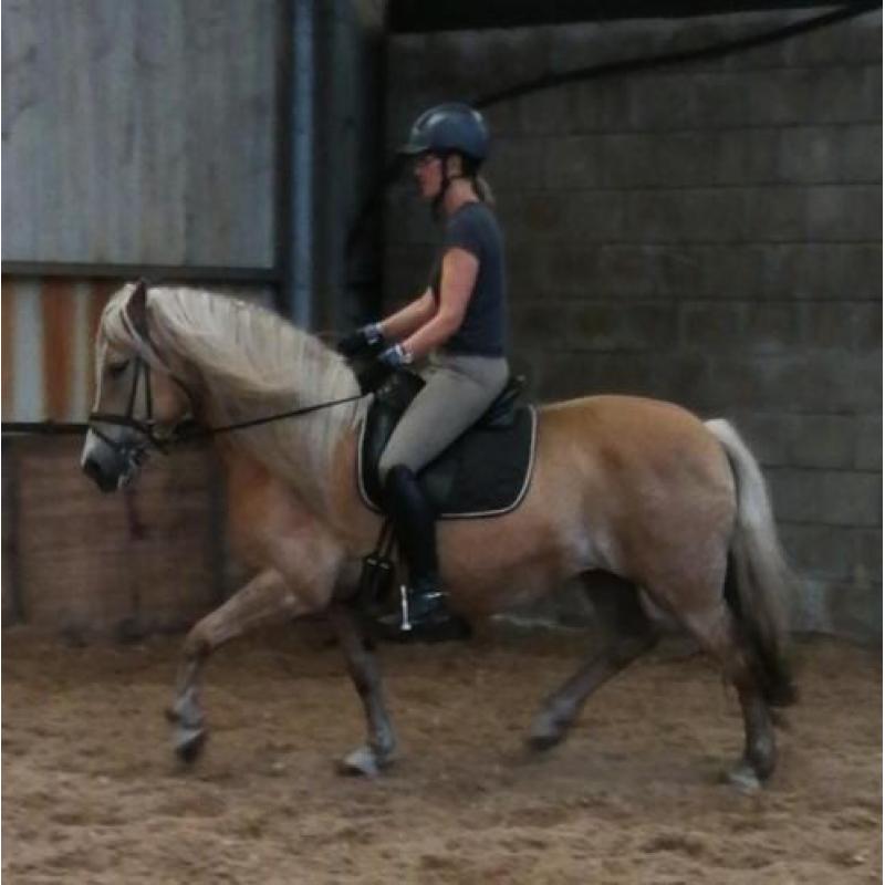 D-pony's goed bereden en braaf