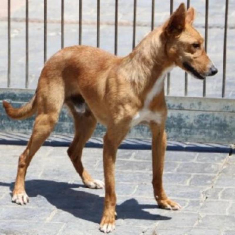 ACE: Thiago, Podenco, niet bang en sociaal met soortgenoten