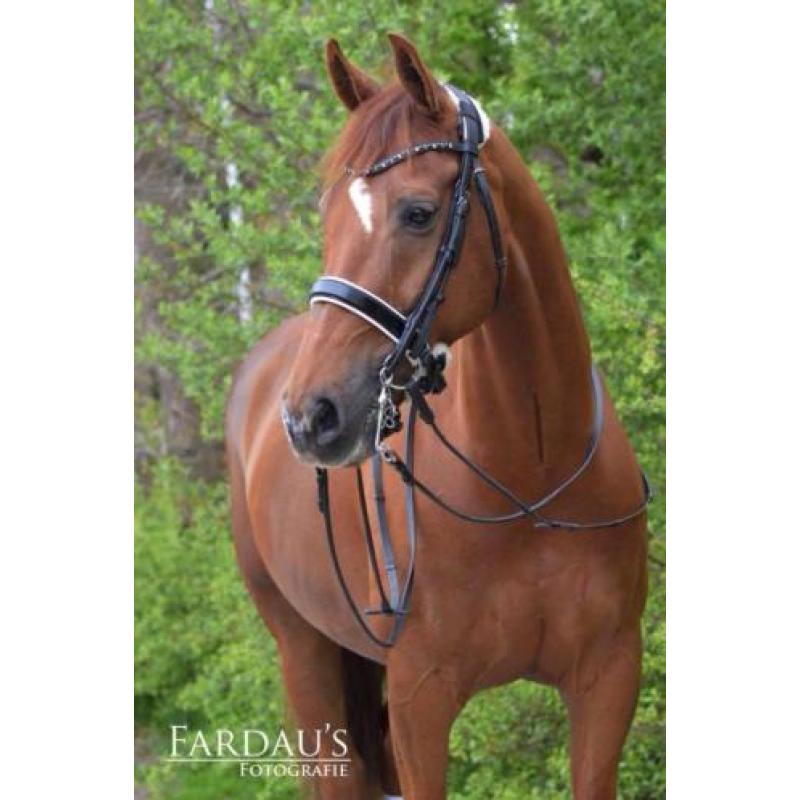 Te koop dressuurruin (Ronaldo x Ulft)