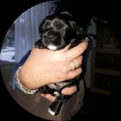 prachtige boomers pups