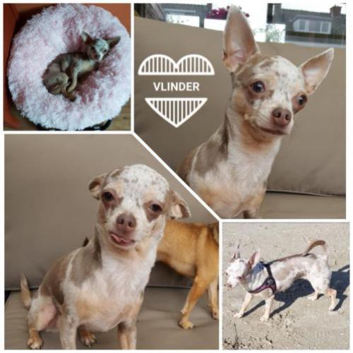 Chihuahua lilac merle gesteriliseerd teefje van 5 jaar