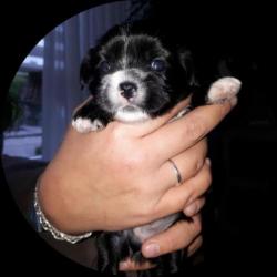 prachtige boomers pups