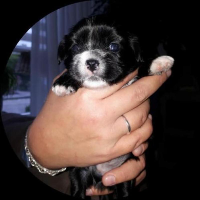 prachtige boomers pups