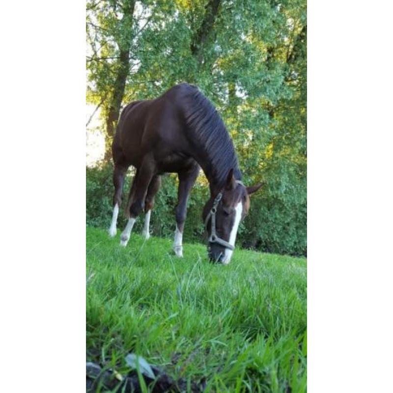 Enthousiaste lieve ruin