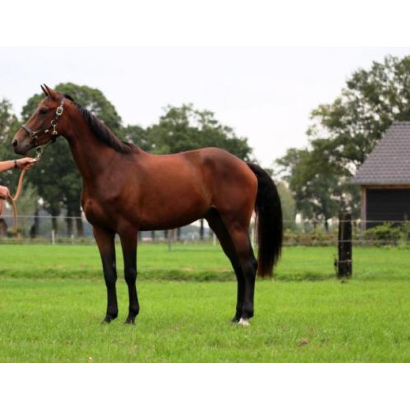 te koop KWPN ruin