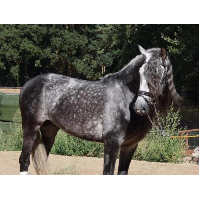 Gave pre/andalusier apto hengst