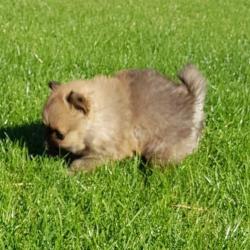 Pomeranian teefjes
