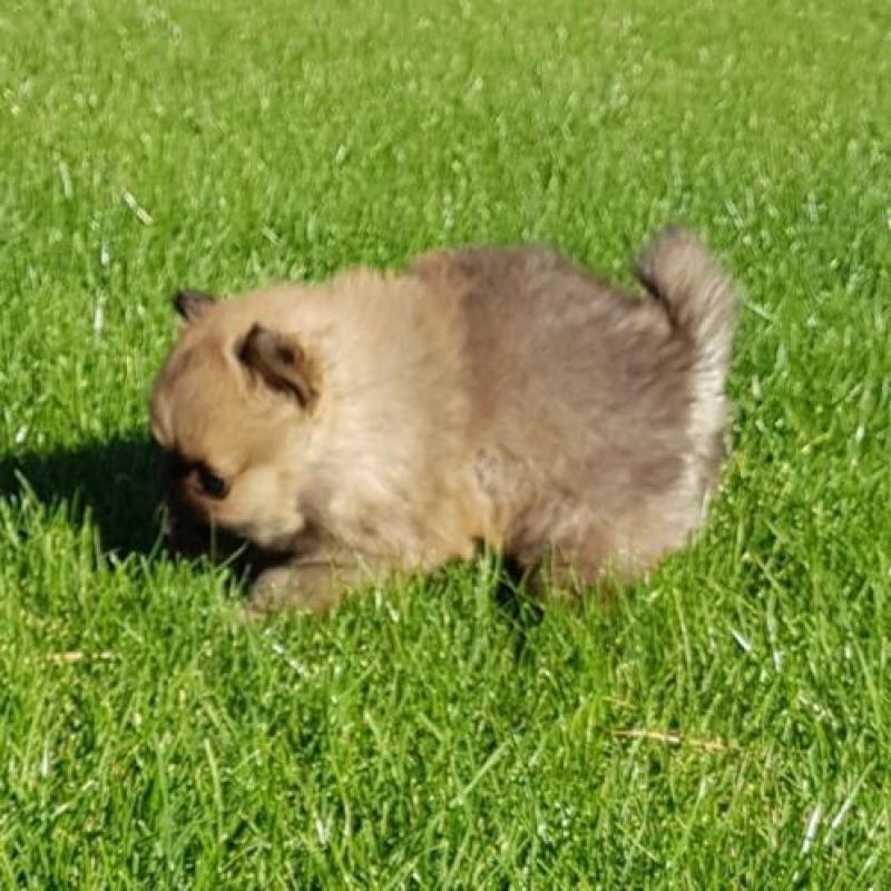 Pomeranian teefjes