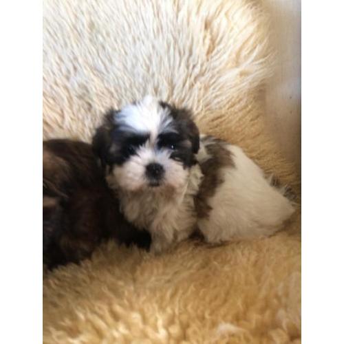 Shih Tzu pup