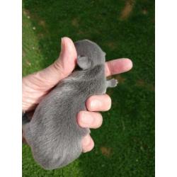 Kortharig blauw Chihuahua 2 reutjes, blauw en grijze ogen