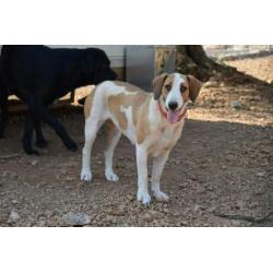 Leuke Babs(Sabueso mix) ter Adoptie