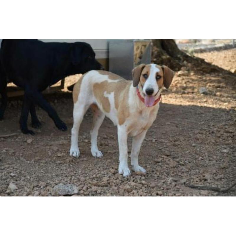 Leuke Babs(Sabueso mix) ter Adoptie